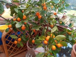 Citrus Sinensis ‘Joppa’ (Orange) Grafted
