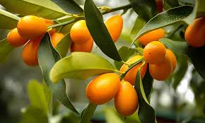 Citrus Japonica ‘Nagami’ (Kumquat)