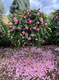 Camellia Sasanqua ‘Marge Miller’ (Sasanqua Camellia)