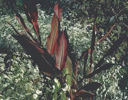 Canna ‘Showoff Intrigue’ ( Canna Lily )