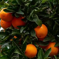 Citrus Sinensis ‘Lanes Late’ (Orange)