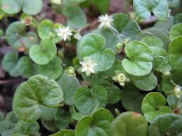 Dichondra Repens (Kidney Weed) CLEARANCE