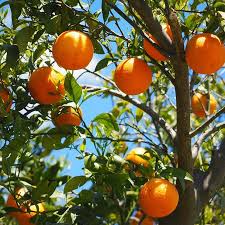 Citrus Sinensis ‘Joppa’ (Orange) Grafted