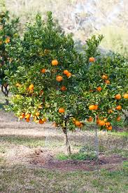 Citrus Reticulata ‘Emperor’ (Mandarin Emperor) Grafted