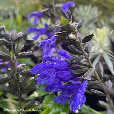 Salvia ‘Salgoon Lake Baikal’ (Salvia)