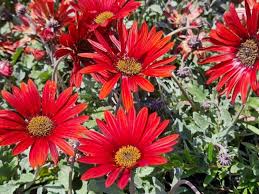 Arctotis ‘Blood Red’ (African Daisy)