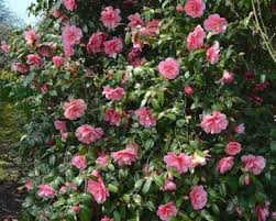 Camellia Sasanqua ‘Marge Miller’ (Sasanqua Camellia)