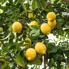 Citrus Limon ‘Eureka’ (Lemon)