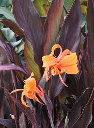 Canna ‘Showoff Intrigue’ ( Canna Lily )