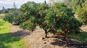 Citrus Reticulata ‘Emperor Dwarf’ (Mandarin Emperor Dwarf) Grafted