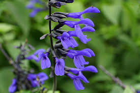 Salvia ‘Salgoon Lake Baikal’ (Salvia)