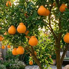 Citrus Reticulata ‘Shiranui’ (Mandarin)