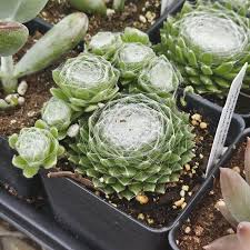 Sempervivum Colorockz® ‘Arctic White’ (Hens And Chicks)