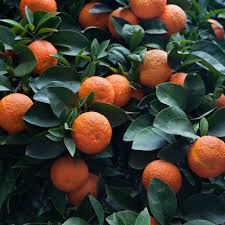 Citrus Aurantium ‘Seville Appleby’ (Orange) Grafted