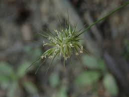 Echinopogon Ovatus (Forest Hedgehog Grass)