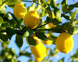 Citrus Limon ‘Eureka’ (Lemon)
