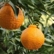 Citrus Reticulata ‘Shiranui’ (Mandarin)