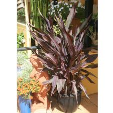 Canna ‘Showoff Intrigue’ ( Canna Lily )