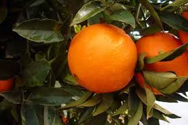 Citrus Sinensis ‘Lanes Late Dwarf’ (Orange)