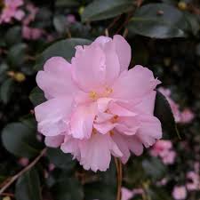 Camellia Sasanqua ‘Snow’ (Sasanqua Camellia)