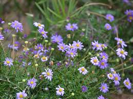 Brachyscome Multifida (Cut-Leaf Daisy)
