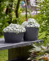 Sempervivum Colorockz® ‘Arctic White’ (Hens And Chicks)