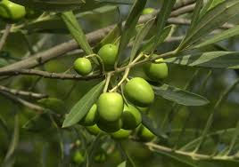 Olea Europaea (Olive)