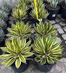 Agave Univittata ‘Quadricolor’ (Century Plant)