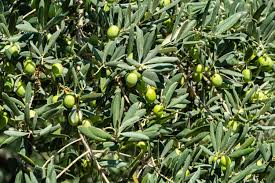 Olea Europaea (Olive)