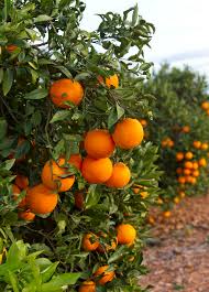 Citrus Sinensis ‘Valencia’ (Orange)