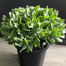 Crassula Arborescens Undulatifolia (Max Cook)