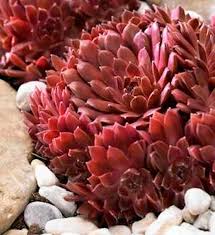 Sempervivum Colorockz® ‘Coral Red’ (Hens And Chicks)