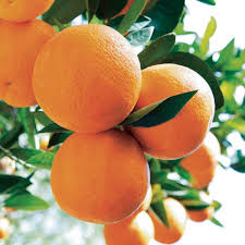 Citrus Sinensis ‘Valencia’ (Orange)