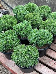 Crassula Arborescens Undulatifolia (Max Cook)