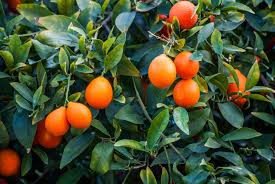 Citrus X. Limon ‘Rangpur’ (Mandarin Lime) Grafted 