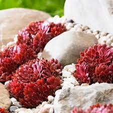 Sempervivum Colorockz® ‘Coral Red’ (Hens And Chicks)