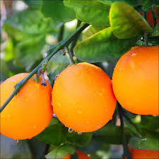 Citrus Sinensis ‘Valencia Seedless’ (Orange)