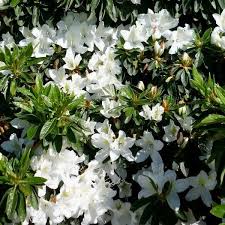 Azalea Indica ‘Alba Magna’ (Indica Azalea) Standards