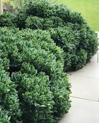 Crassula Arborescens Undulatifolia (Max Cook)