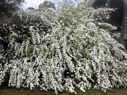 Spiraea Cantoniensis ‘Flore Pleno’ (Reeves Spirea)