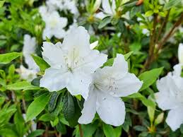 Azalea Indica ‘Alba Magna’ (Indica Azalea) Standards
