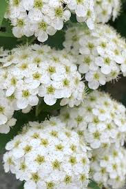 Spiraea Cantoniensis ‘Flore Pleno’ (Reeves Spirea)