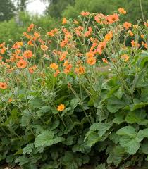Geum 'Totally Tangerine' (Totally Tangerine Avens)