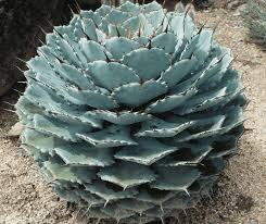 Agave Potatorum (Butterfly Agave)