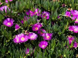 Carpobrotus Glaucescens (Purple Pigface)