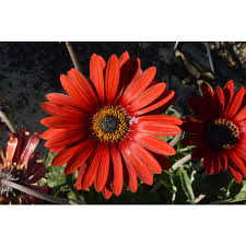 Arctotis ‘Blood Red’ (African Daisy)