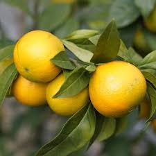 Citrus Sinensis ‘Navelina’ (Orange) Grafted