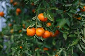Citrus Reticulata ‘Hickson’ (Mandarin) Grafted