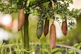 Citrus Australasica (Finger Lime)