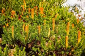 Banksia Spinulosa (Hairpin Banksia)